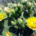 cactusflowers
